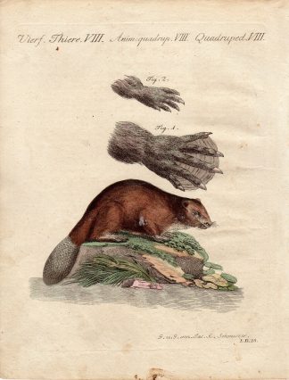 Antique Print-BEAVER-Schmuzer-Bertuch-1790