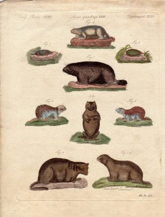 Antique Print-MARMOT-MONAX-BOBAC-SQUIRL-MOLE-Schmuzer-Bertuch-1790