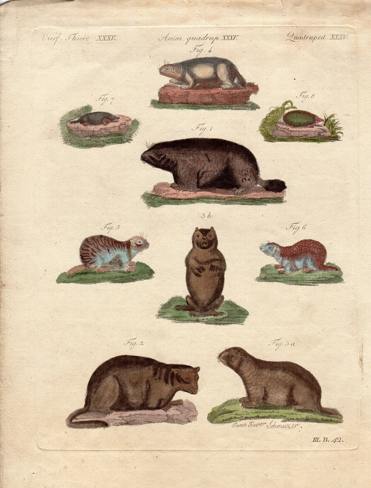 , Antique Print-MARMOT-MONAX-BOBAC-SQUIRL-MOLE-Schmuzer-Bertuch-1790, Pictura Antique Prints