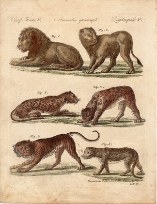 Antique Print-LION-TIGER-LEOPARD-CATS-Schmuzer-Bertuch-1790