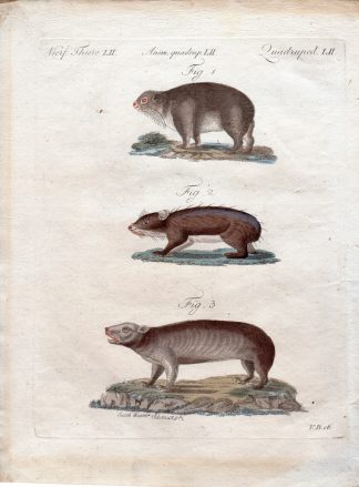 Antique Print-MAMMALS-HYRAX SPECIES-Schmuzer-Bertuch-1790
