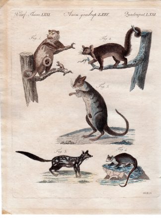 Antique Print-MARSUPIAL-OPOSSUM-WALLABY-Schmuzer-Bertuch-1790