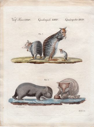 Antique Print-MARSUPIAL-KANGAROO-WALLABY-Schmuzer-Bertuch-1790