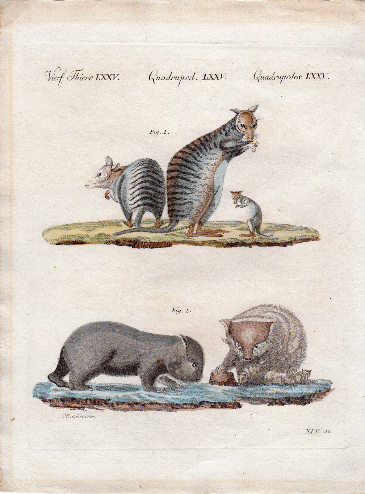 , Antique Print-MARSUPIAL-KANGAROO-WALLABY-Schmuzer-Bertuch-1790, Pictura Antique Prints