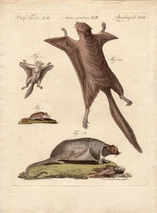 Antique Print-FLYING SQUIRL-Schmuzer-Bertuch-1790