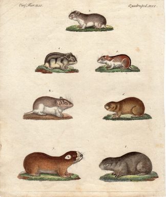 Antique Print-RODENTS-MICE-GUINEA PIG-Schmuzer-Bertuch-1790