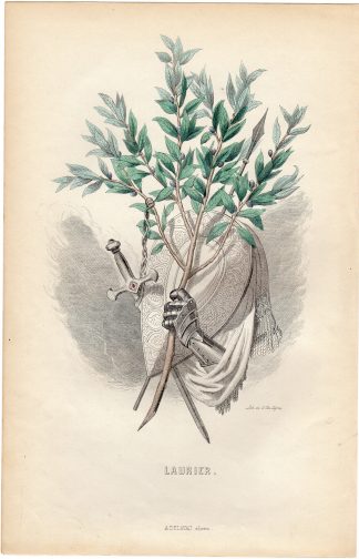 Antique Print-FLOWERS PERSONIFIED-LAUREL-LAURIER-KNIGHT ARMOUR-Grandville-1852