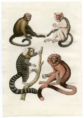 Antique Print-MONKEY SPECIES-MARMOSET-BRAZIL-PL.41-Ferrario-Raineri-1821