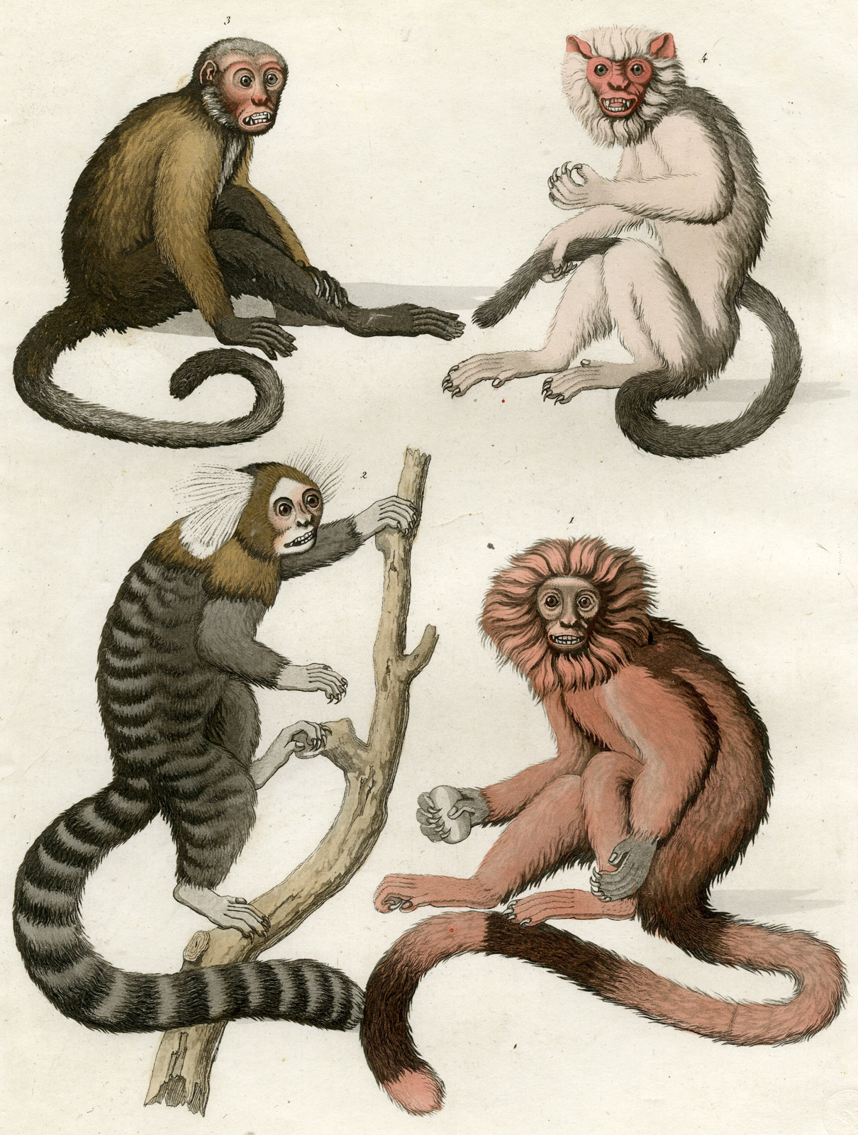 Pco 16855 416x550 Antique Print-MONKEY SPECIES-MARMOSET-BRAZIL-PL.41-Ferrario-Raineri-1821 - Image 2