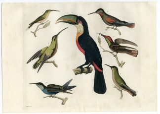 Antique Print-BIRDS-TUCAN-HUMMINGBIRDS-BRAZIL-PL.42-Ferrario-Raineri-1821