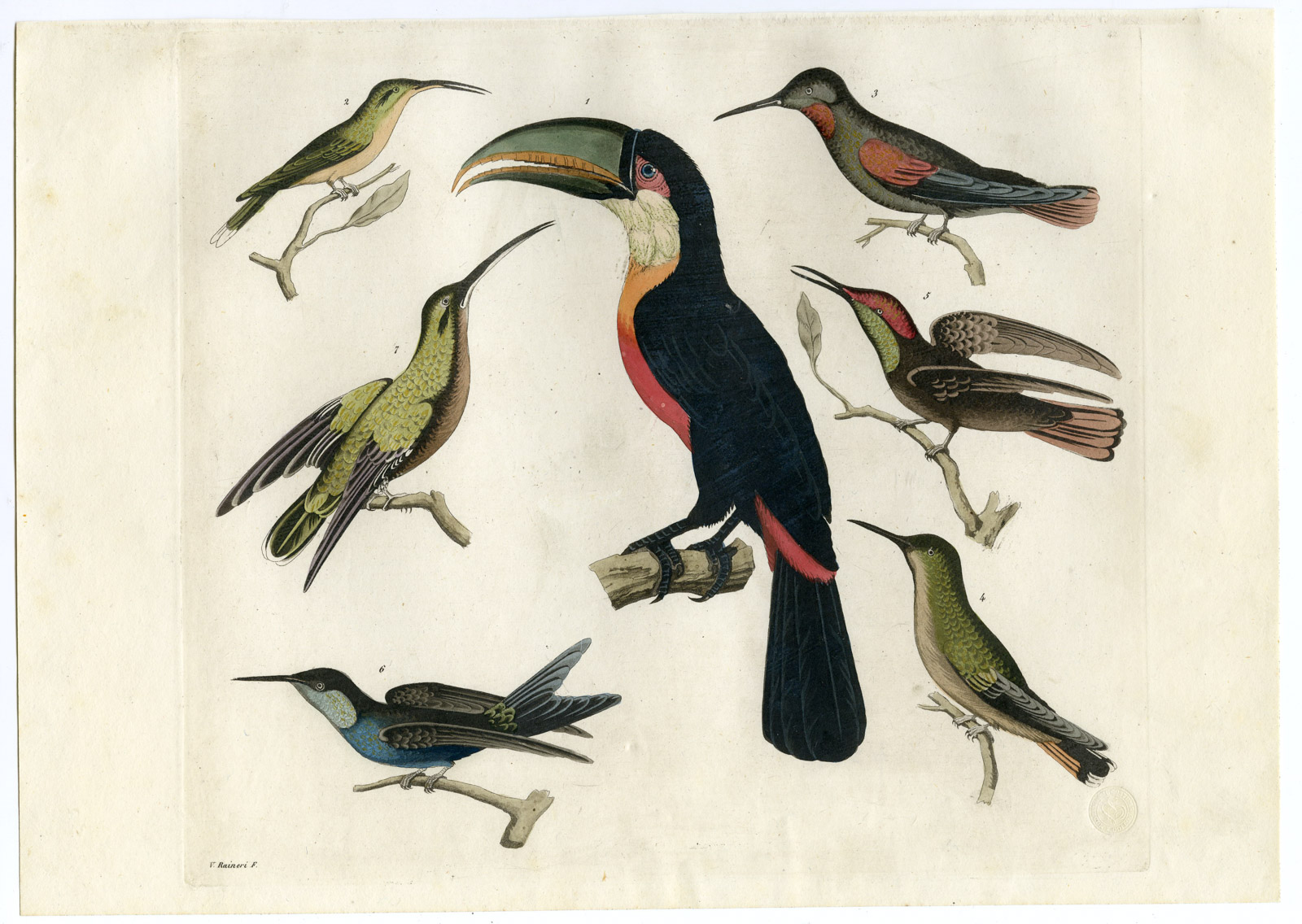 Pco 16857 416x295 Antique Print-BIRDS-TUCAN-HUMMINGBIRDS-BRAZIL-PL.42-Ferrario-Raineri-1821