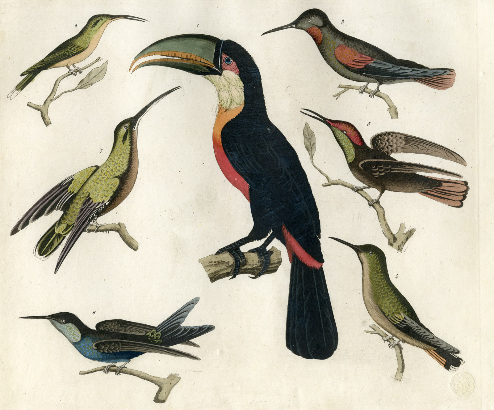 Pco 16858 416x345 Antique Print-BIRDS-TUCAN-HUMMINGBIRDS-BRAZIL-PL.42-Ferrario-Raineri-1821 - Image 2