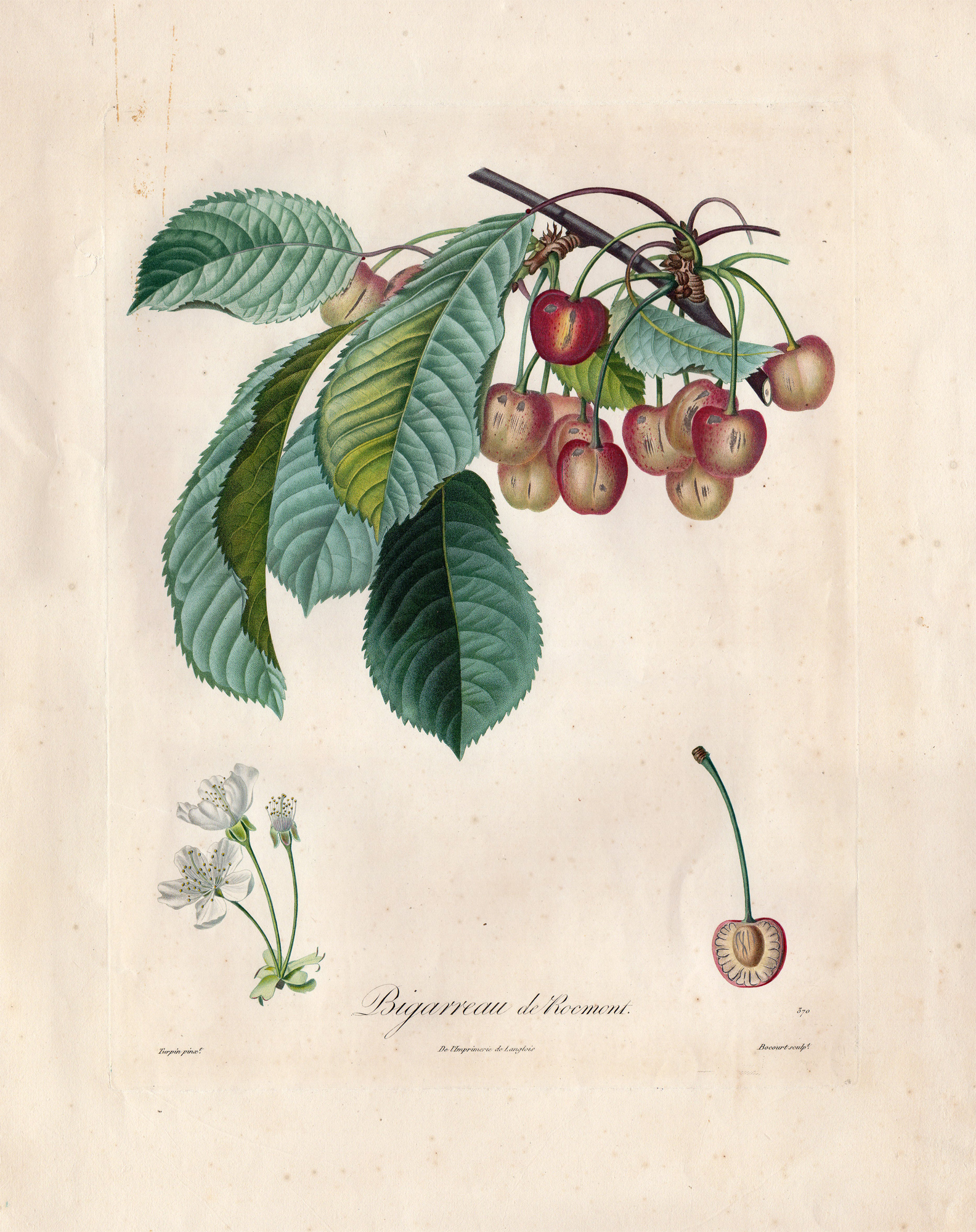 , Antique Print-BIGARREAU-CHERRY TREE-FRUIT-FLOWER-Turpin-Bocourt-1807, Pictura Antique Prints