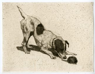 Antique Print-HUNTING DOG-HOUND-BRACQUE D'AUVERGNE-HEDGEHOG-Casberg-c.1925
