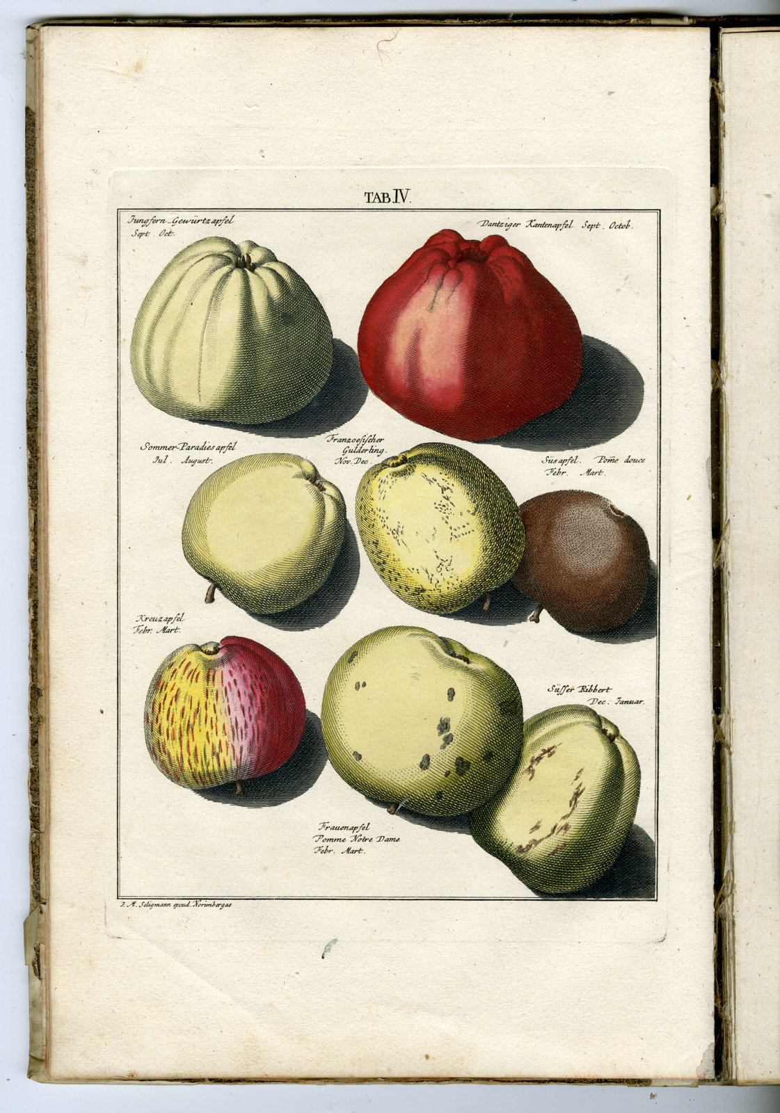 , Rare Antique Book-FRUIT-APPLES-PEARS-POMOLOGIA-Knoop-Seligmann-1760, Pictura Antique Prints