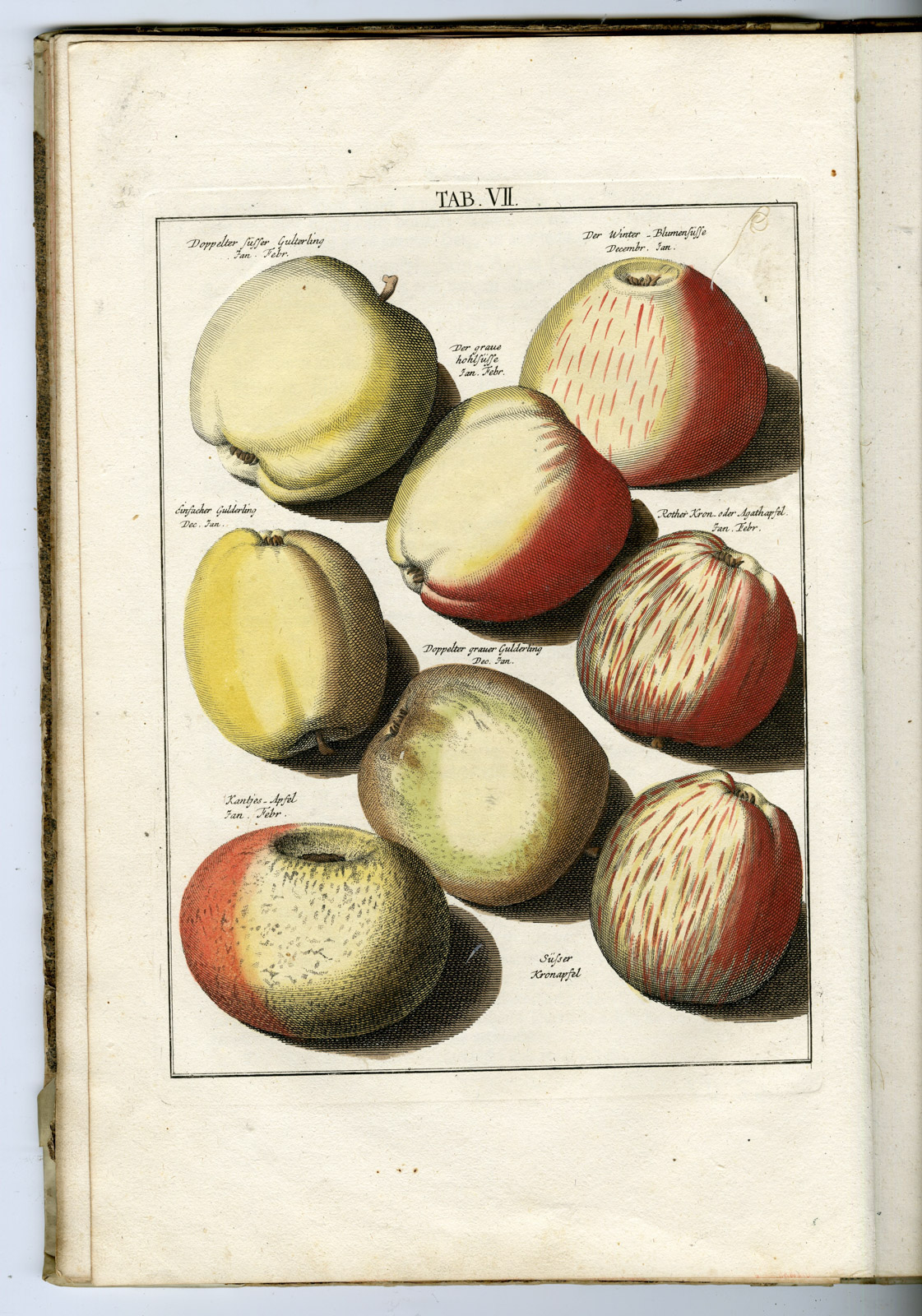 , Rare Antique Book-FRUIT-APPLES-PEARS-POMOLOGIA-Knoop-Seligmann-1760, Pictura Antique Prints