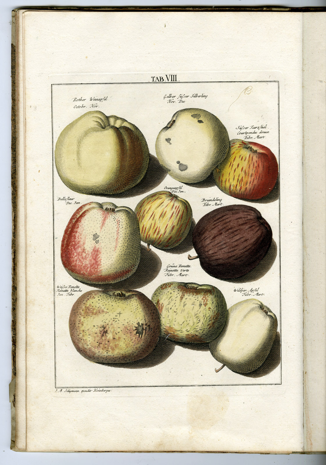 , Rare Antique Book-FRUIT-APPLES-PEARS-POMOLOGIA-Knoop-Seligmann-1760, Pictura Antique Prints