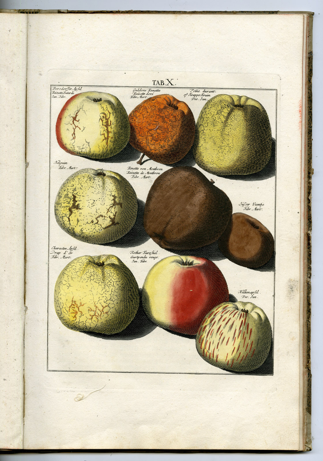 , Rare Antique Book-FRUIT-APPLES-PEARS-POMOLOGIA-Knoop-Seligmann-1760, Pictura Antique Prints
