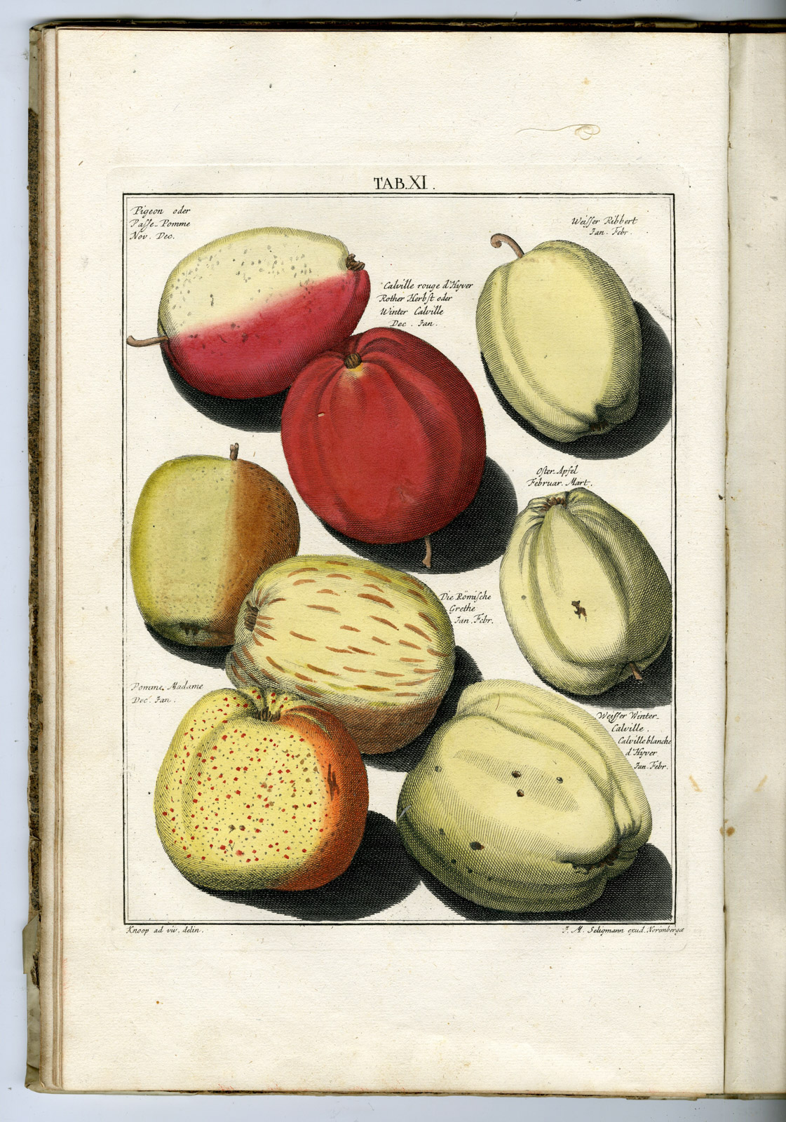 , Rare Antique Book-FRUIT-APPLES-PEARS-POMOLOGIA-Knoop-Seligmann-1760, Pictura Antique Prints