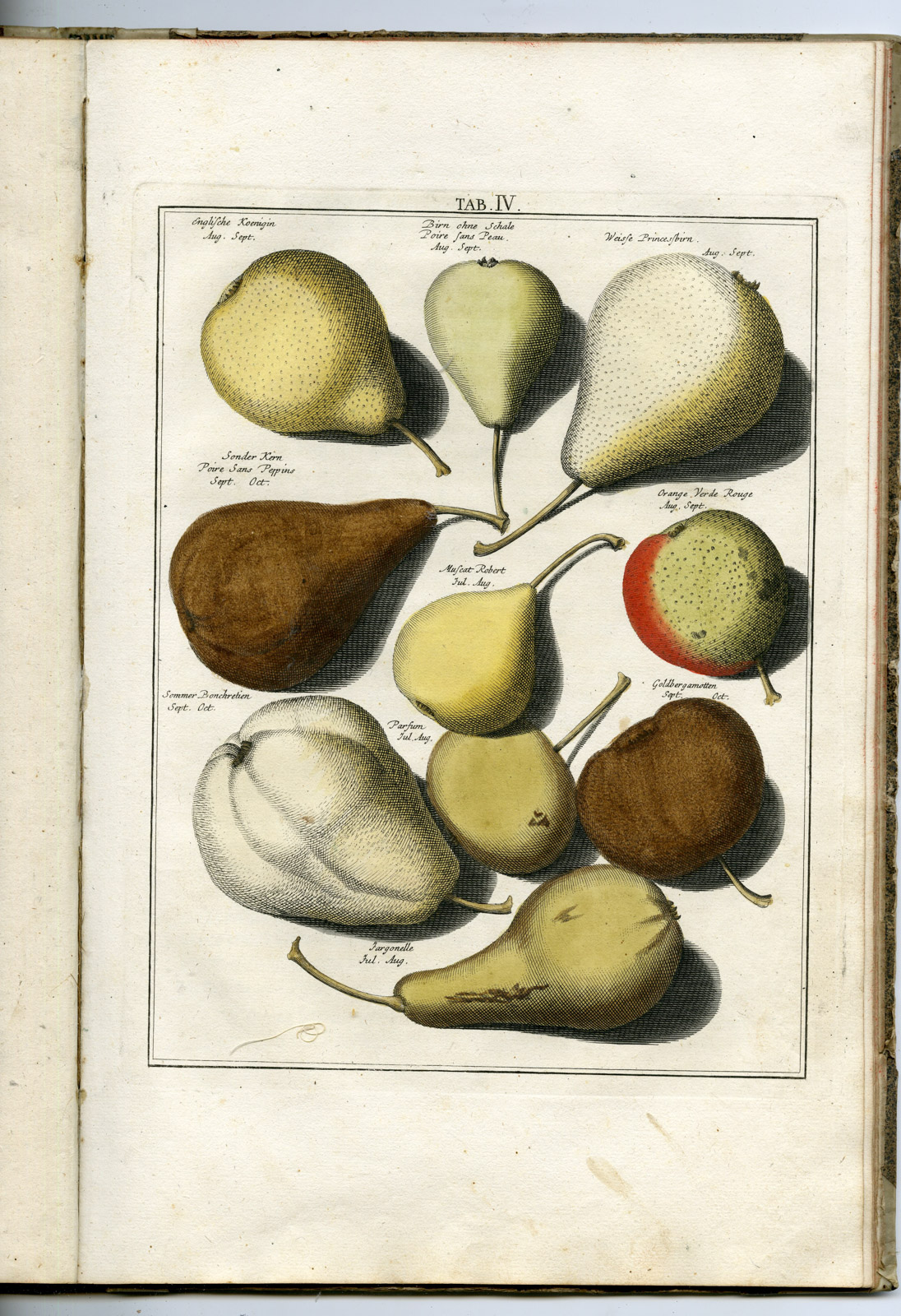 , Rare Antique Book-FRUIT-APPLES-PEARS-POMOLOGIA-Knoop-Seligmann-1760, Pictura Antique Prints