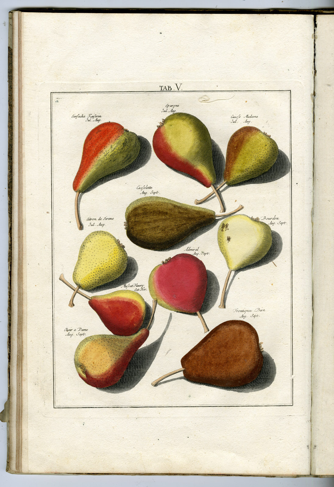 , Rare Antique Book-FRUIT-APPLES-PEARS-POMOLOGIA-Knoop-Seligmann-1760, Pictura Antique Prints
