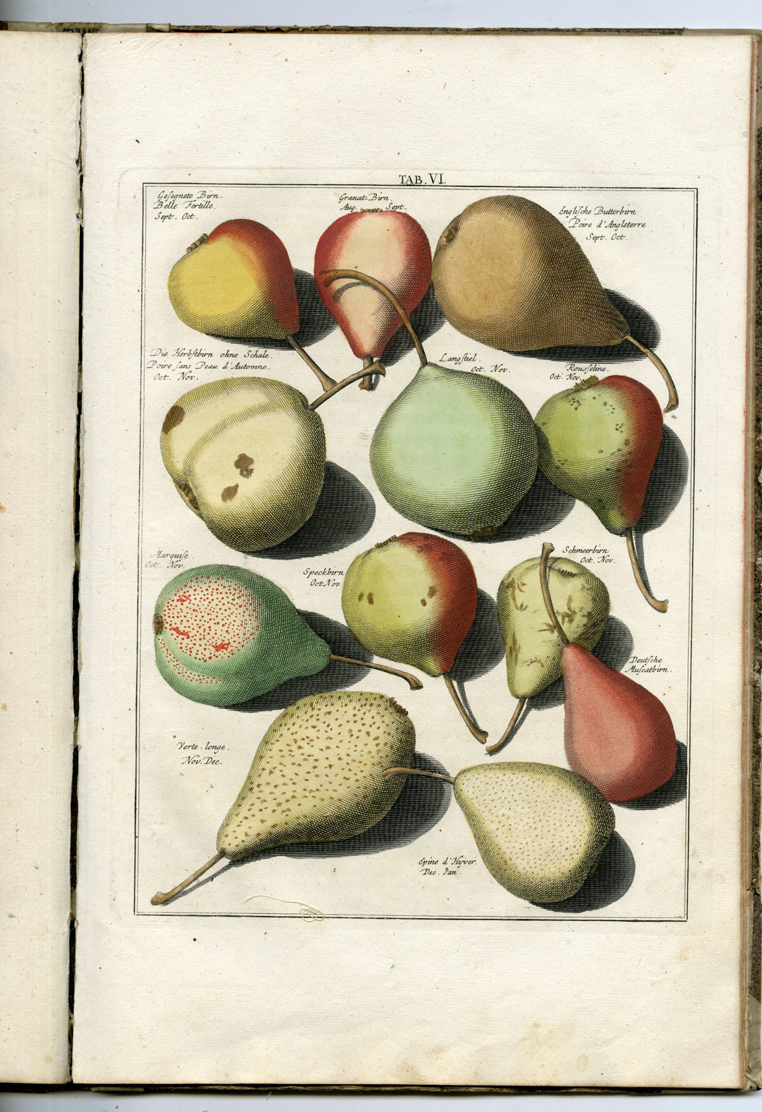 , Rare Antique Book-FRUIT-APPLES-PEARS-POMOLOGIA-Knoop-Seligmann-1760, Pictura Antique Prints