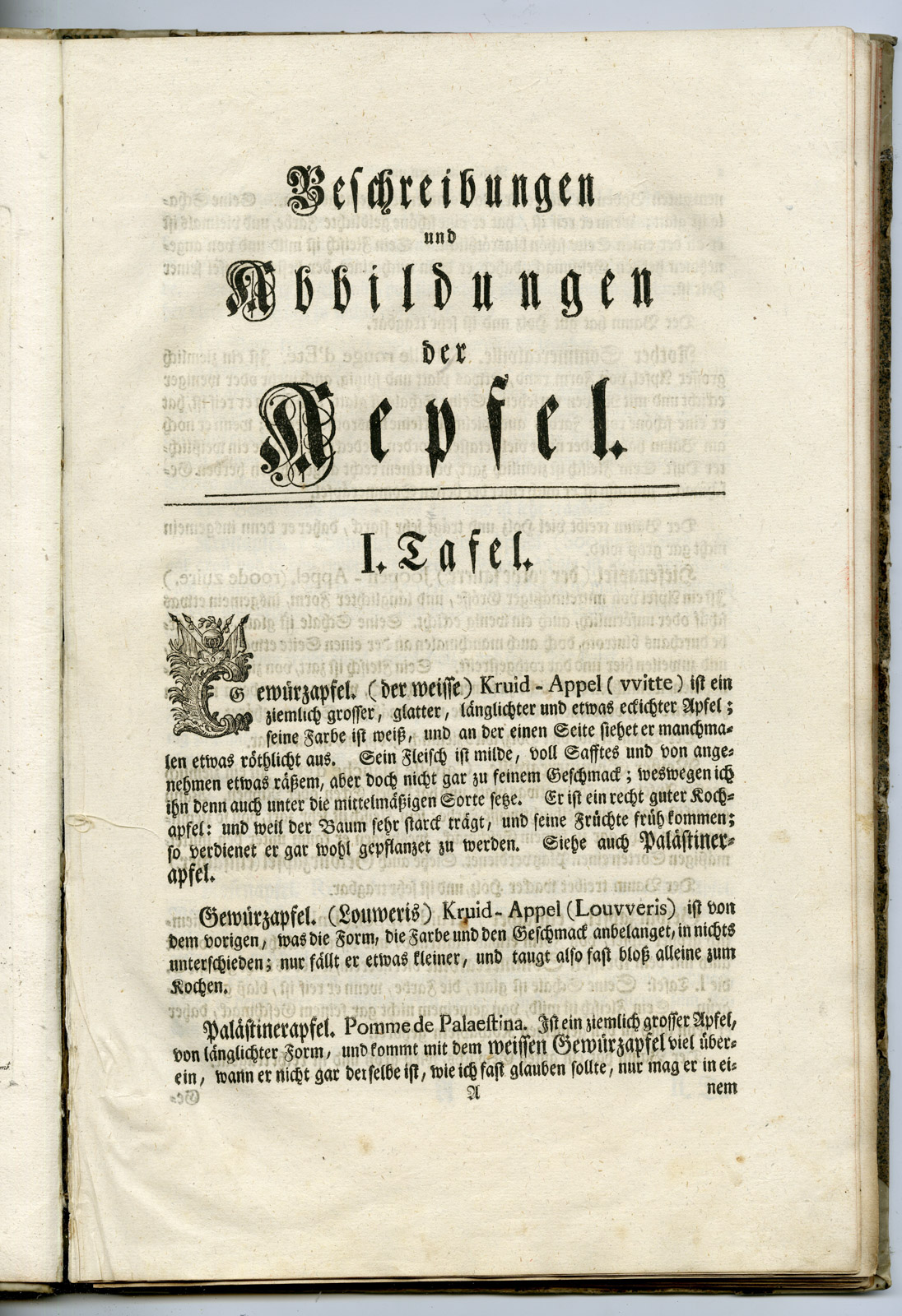 , Rare Antique Book-FRUIT-APPLES-PEARS-POMOLOGIA-Knoop-Seligmann-1760, Pictura Antique Prints