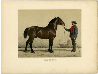 Rare Antique Print-ARDENNAIS-ARDENNES-DRAFT HORSE-Volkers-1880