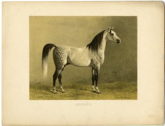 Rare Antique Print-ARABIAN-ARAB HORSE-Volkers-1880