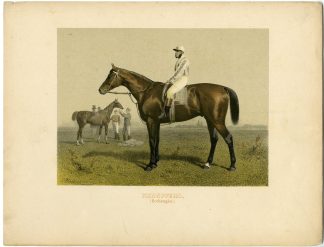 Rare Antique Print-THOROUGHBREAD RACE HORSE-HOCHSTAPLER-Volkers-1880
