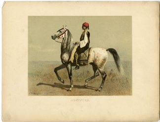 Rare Antique Print-EGYPTIAN HORSE BREED-Volkers-1880