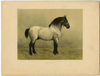 Rare Antique Print-BELGIAN DRAFT HORSE-Volkers-1880