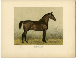 Rare Antique Print-CLEVELAND BAY-ENGLISH HORSE BREED-Volkers-1880