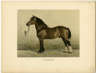 Rare Antique Print-CLYDESDALE-SCOTTISH DRAUGHT HORSE-Volkers-1880