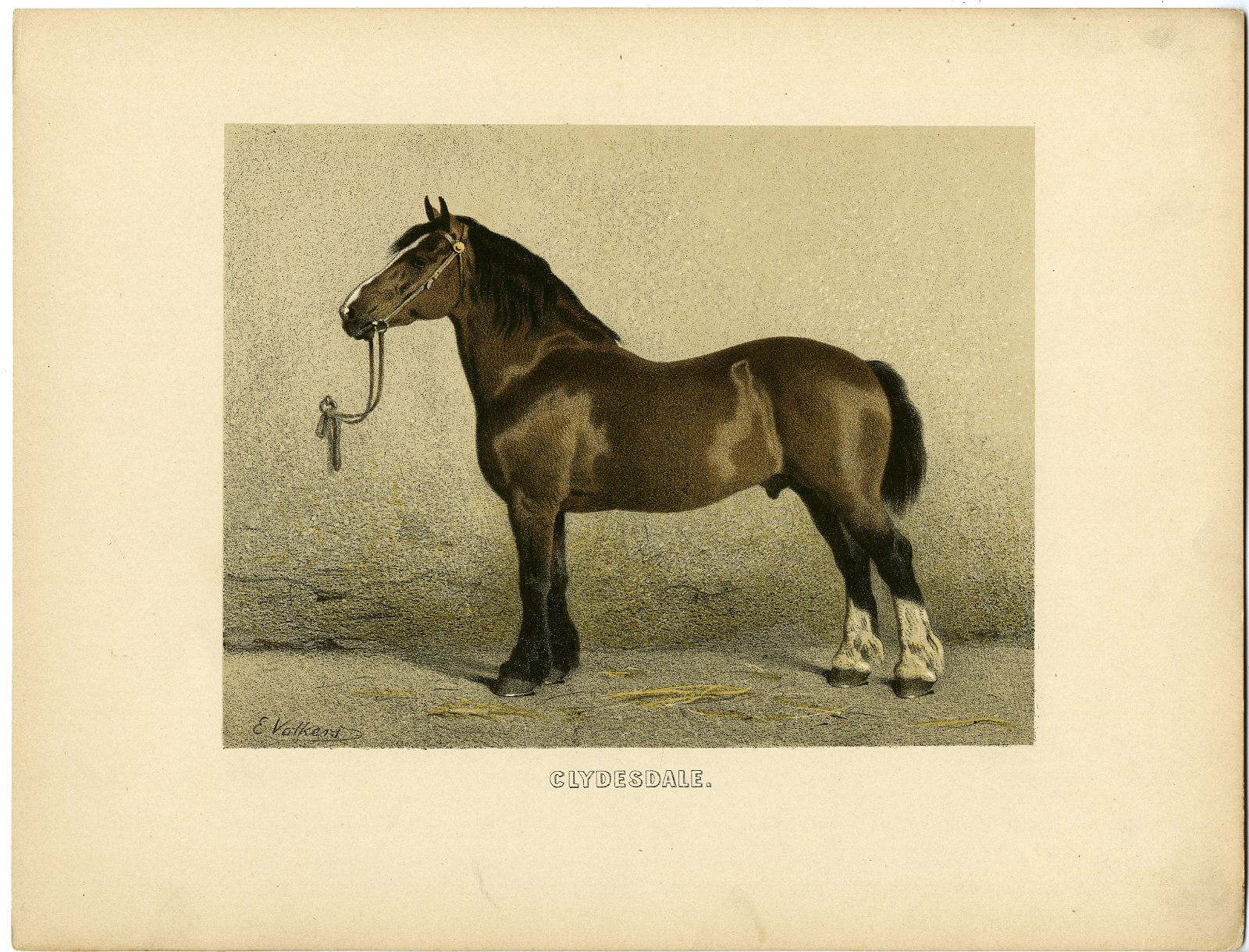 , Rare Antique Print-CLYDESDALE-SCOTTISH DRAUGHT HORSE-Volkers-1880, Pictura Antique Prints