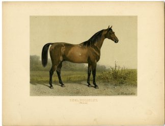 Rare Antique Print-WESTOW-ENGLISH THOROUGHBREAD HORSE-Volkers-1880