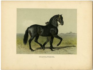 Rare Antique Print-NEAPOLITAN-ITALIAN HORSE BREED-Volkers-1880