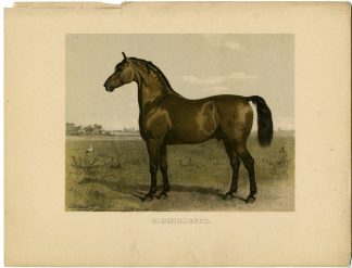 Rare Antique Print-OLDENBURGER-GERMAN HORSE BREED-Volkers-1880