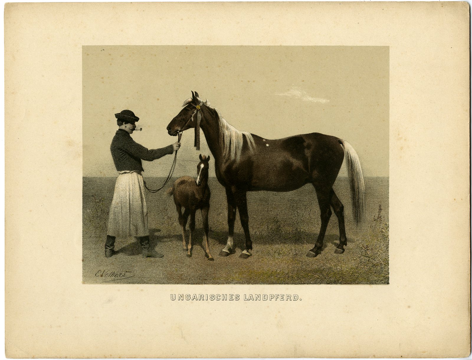 , Rare Antique Print-HUNGARIAN COUNTRY HORSE-Volkers-1880, Pictura Antique Prints