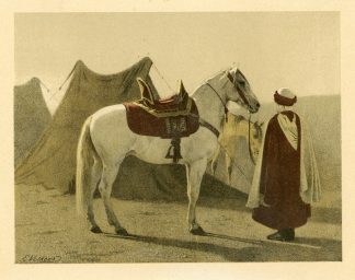 Rare Antique Print-BARB-BERBER-AFRICAN HORSE BREED-Volkers-1880