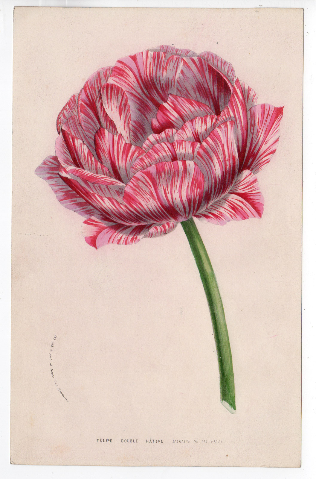 , Antique Print-TULIP-BULB-PLANT-RED WHITE-Houtteano-1857, Pictura Antique Prints