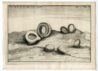 Rare Antique Print-NUTMEG-SPICES-VOC-NOIX MUSCADE-Argensola-1706