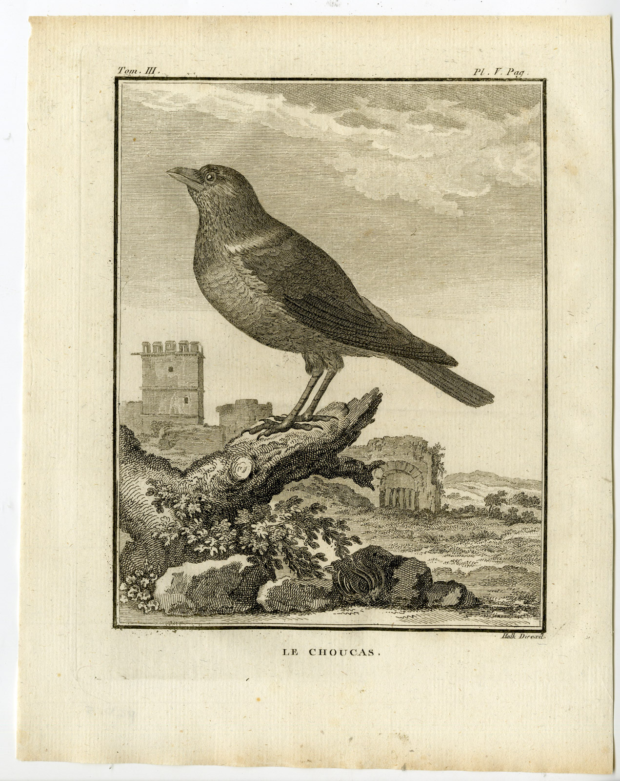, Antique Print-WESTERN JACKDAW-COLOEUS MONEDULA-PL. 5-de Seve-Buffon-Hulk-1775, Pictura Antique Prints