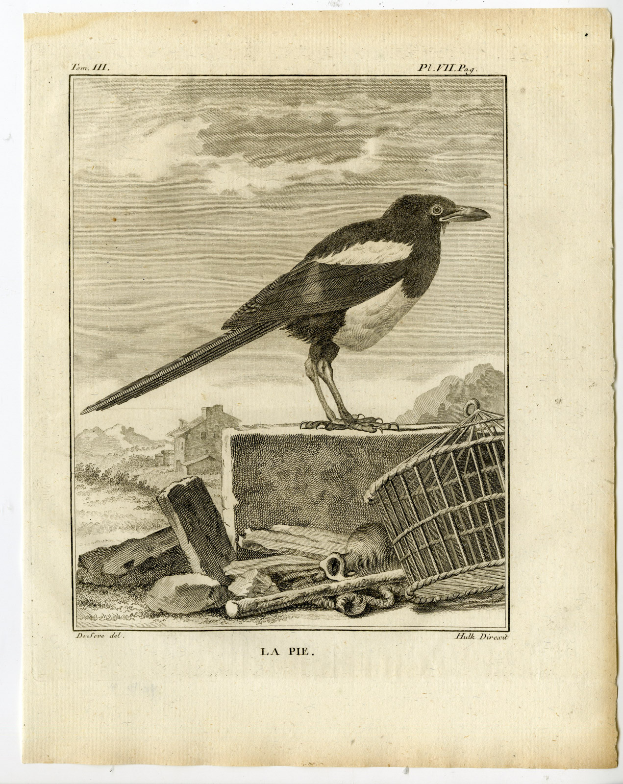 , Antique Print-EURASIAN MAGPIE-COMMON-PICA-PIE-PL. 7-de Seve-Buffon-Hulk-1775, Pictura Antique Prints