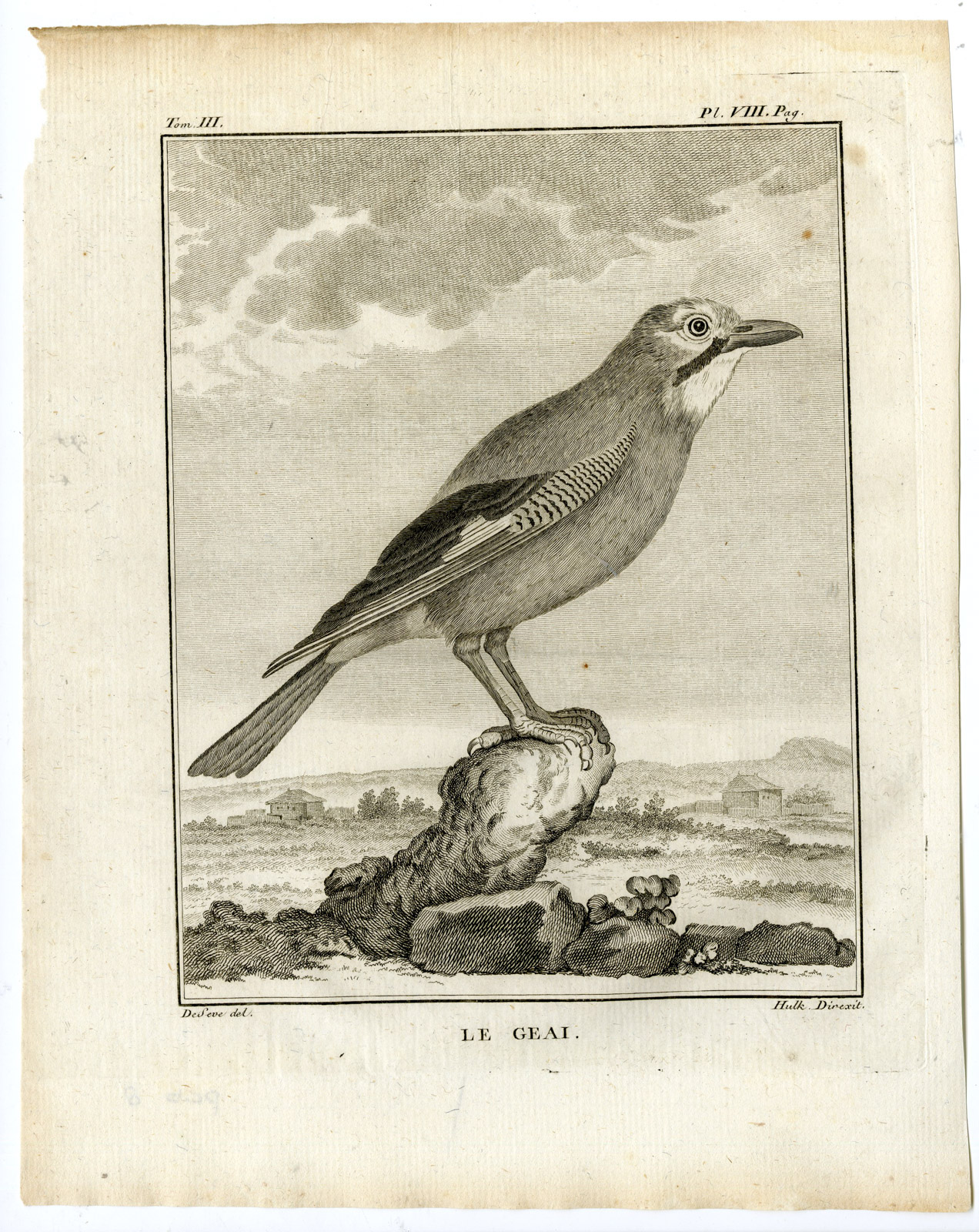 , Antique Print-EURASIAN JAY-GARRULUS GLANDARIUS-GEAI-PL. 8-Buffon-Hulk-1775, Pictura Antique Prints