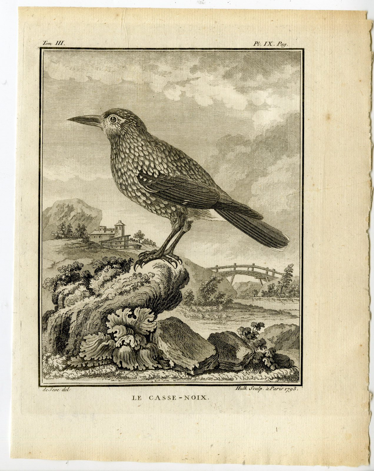 , Antique Print-EURASIAN NUTCRACKER-NUCIFRAGA CARYOCATACTUS-PL. 9-Buffon-Hulk-1775, Pictura Antique Prints
