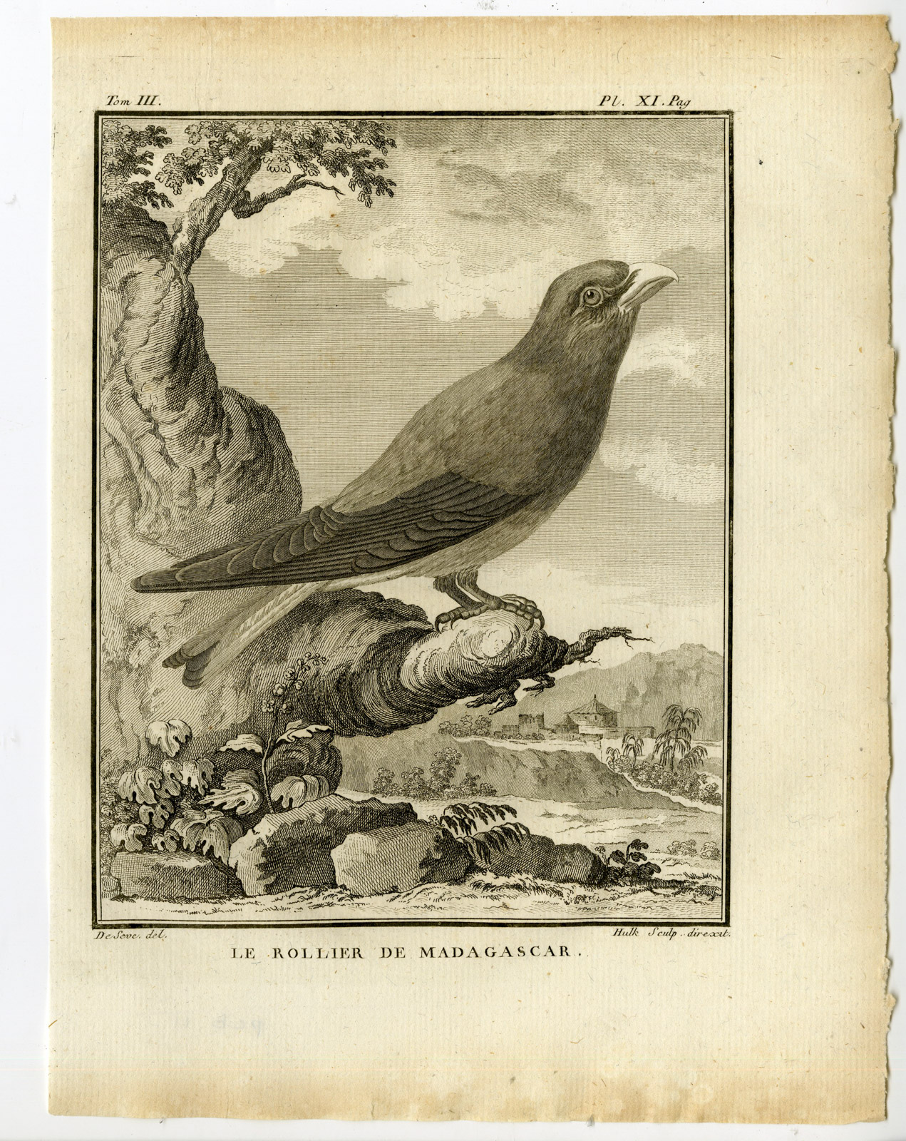 , Antique Print-BROAD BILLED ROLLER-EURYSTOMUS GLAUCURUS-PL. 11-Buffon-Hulk-1775, Pictura Antique Prints