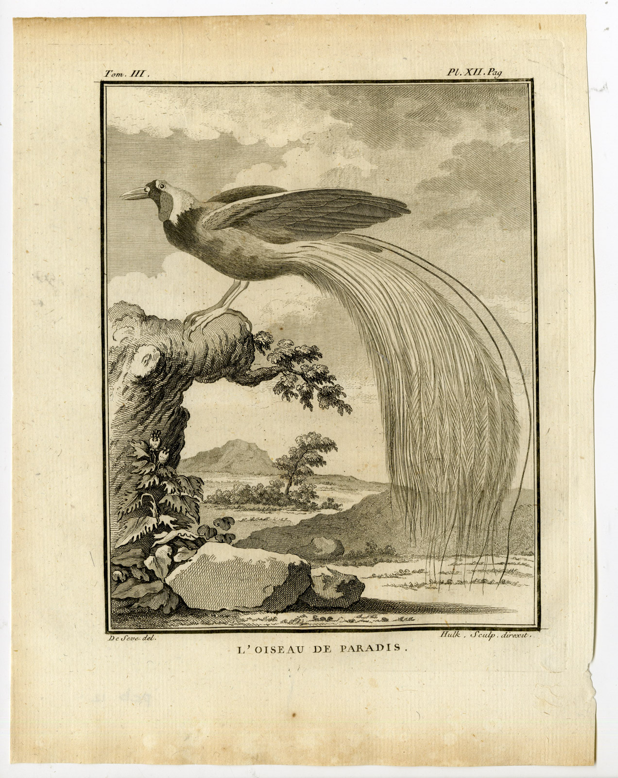 , Antique Print-BIRD OF PARADISE-OISEAU DE PARADIS-PL. 12-de Seve-Buffon-Hulk-1775, Pictura Antique Prints
