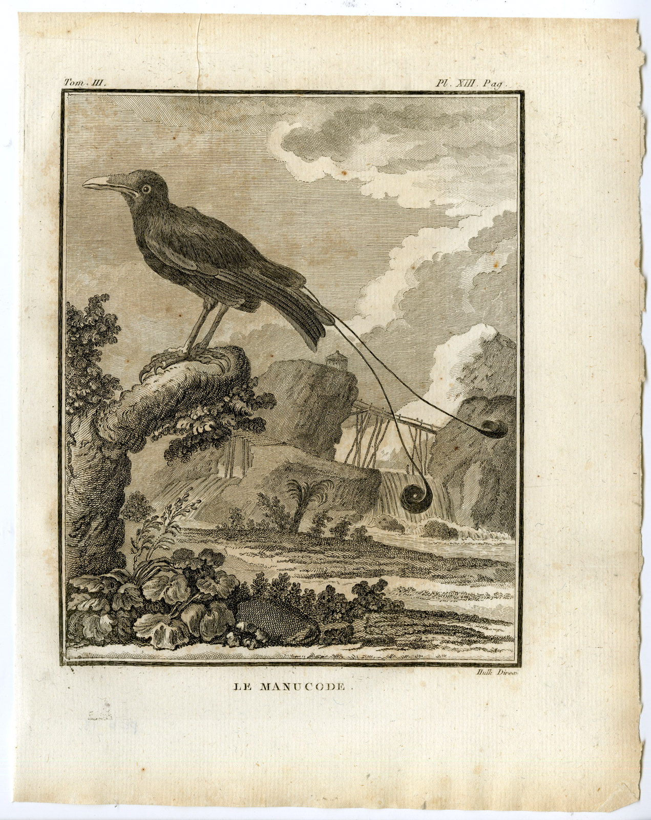 Pco 18828 416x524 Antique Print-BIRD OF PARADISE-MANUCODE-PL. 13-de Seve-Buffon-Hulk-1775