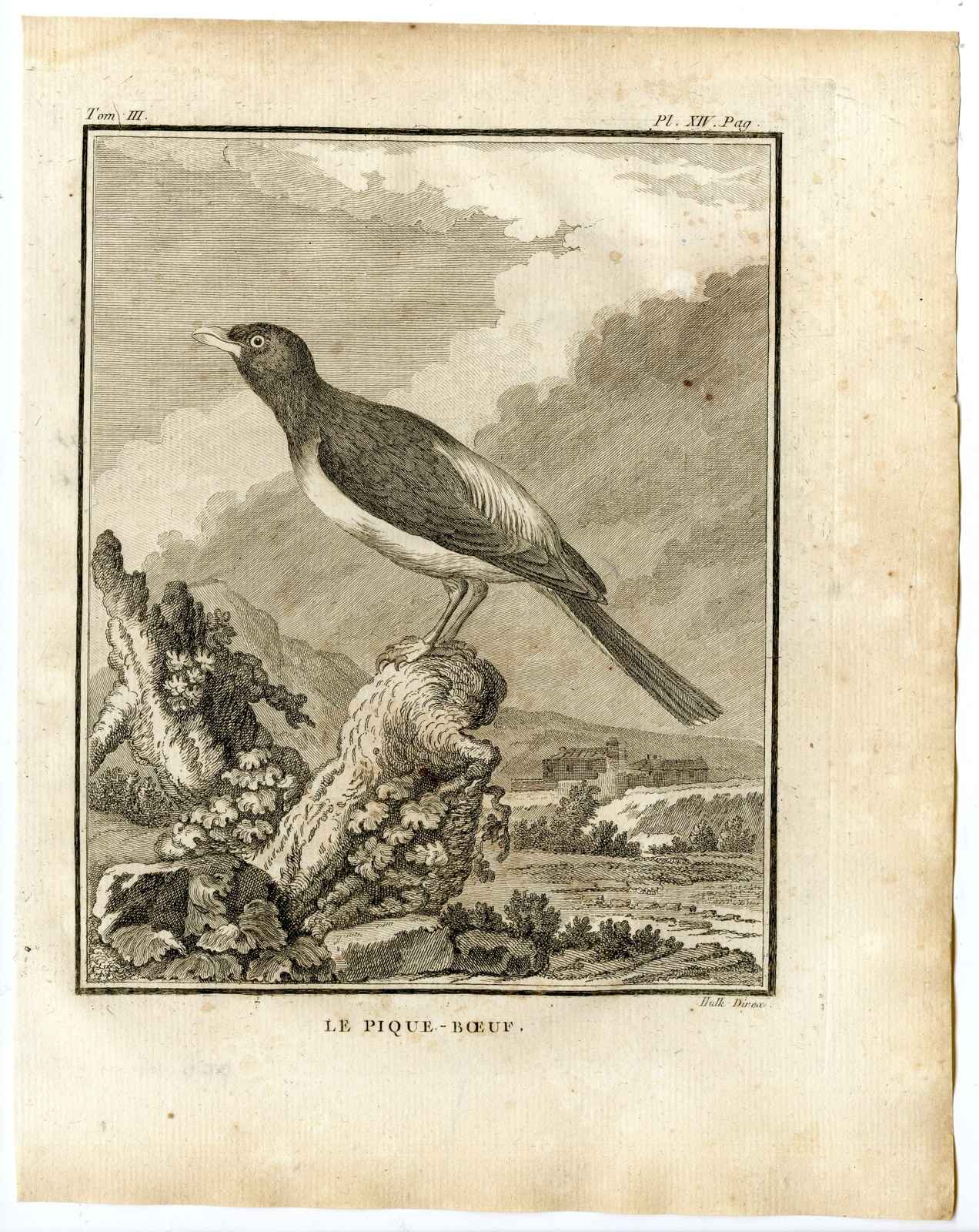 , Antique Print-RED BILLED OXPECKER-BUPHAGUS ERYTHRORHYNCHUS-14-Buffon-Hulk-1775, Pictura Antique Prints